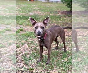 Medium American Pit Bull Terrier Mix