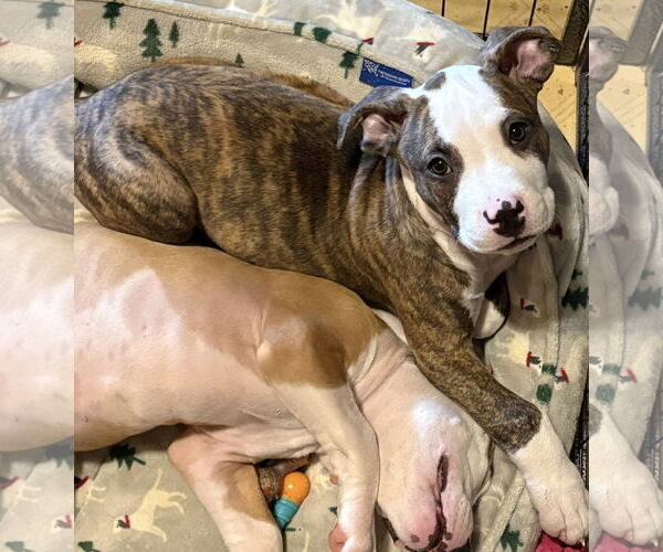 Medium Photo #8 American Pit Bull Terrier-Unknown Mix Puppy For Sale in Rootstown, OH, USA
