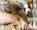 Small #7 American Pit Bull Terrier Mix