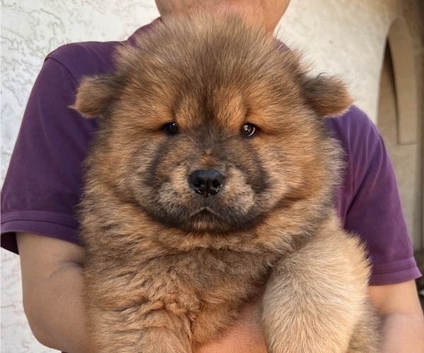 Medium Photo #1 Chow Chow Puppy For Sale in SAN DIEGO, CA, USA