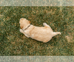 Small Photo #12 Goldendoodle Puppy For Sale in FREDERICA, DE, USA