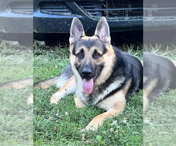 Medium Photo #1 German Shepherd Dog Puppy For Sale in RUSTBURG, VA, USA