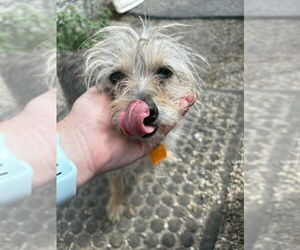 Chihuahua-Unknown Mix Dogs for adoption in Mukwonago, WI, USA