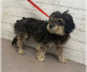 Poodle (Miniature)-Unknown Mix Dogs for adoption in San Bernardino, CA, USA