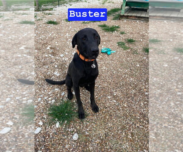 Medium Photo #3 Labrador Retriever Puppy For Sale in Foristell, MO, USA