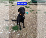Small #2 Labrador Retriever
