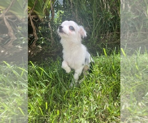Miniature Australian Shepherd Puppy for sale in JACKSONVILLE, FL, USA