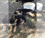 Small Photo #15 German Shepherd Dog Puppy For Sale in EAGLE CREEK, OR, USA