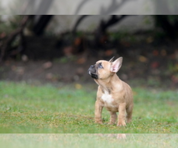 Medium Photo #29 French Bulldog Puppy For Sale in Kiskoros, Bacs-Kiskun, Hungary