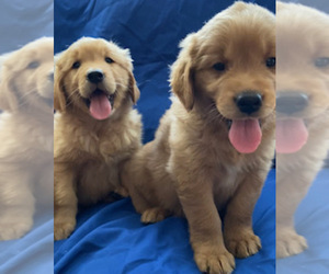 Golden Retriever Puppy for sale in SANTA ANA, CA, USA