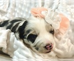 Puppy Clara Boxer