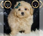 Puppy Tinker Toy F1 Maltipoo (Miniature)