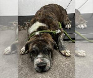 Chinese Shar-Pei-Unknown Mix Dogs for adoption in HESPERIA, CA, USA