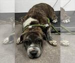 Small Chinese Shar-Pei Mix