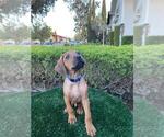 Small Photo #2 Rhodesian Ridgeback Puppy For Sale in SAN JOSE, CA, USA