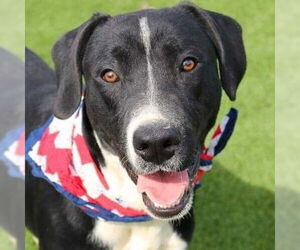 Lab-Pointer Dogs for adoption in Bristol, CT, USA