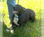 Small #5 American Pit Bull Terrier Mix