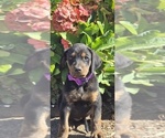 Puppy Flower Cane Corso-Doberman Pinscher Mix