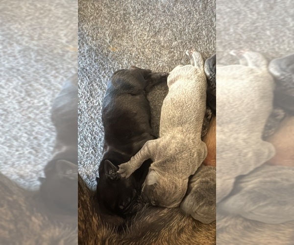 Medium Photo #4 Cane Corso Puppy For Sale in PENDLETON, SC, USA