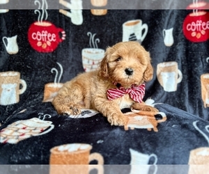 Goldendoodle Puppy for sale in LAKELAND, FL, USA