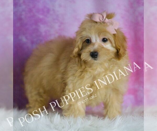 Medium Photo #94 Maltipoo (Miniature) Puppy For Sale in WARSAW, IN, USA