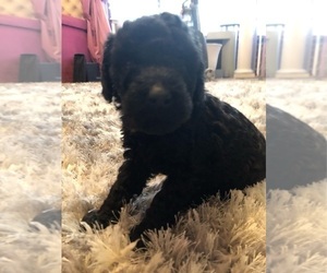 Poodle (Standard) Puppy for sale in JERSEY CITY, NJ, USA
