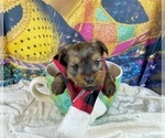 Small #23 Morkie