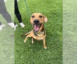 Small #4 Beagle Mix