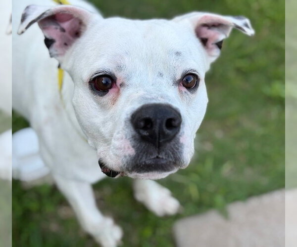 Medium Photo #1 Boxer-Unknown Mix Puppy For Sale in Tulsa, OK, USA
