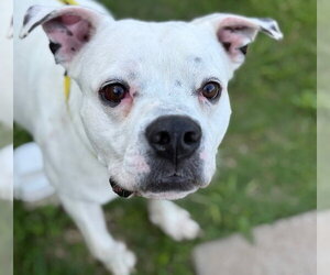 Boxer-Unknown Mix Dogs for adoption in Tulsa, OK, USA
