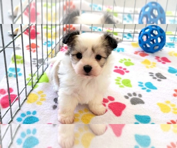 Medium Photo #14 Papitese Puppy For Sale in ORO VALLEY, AZ, USA