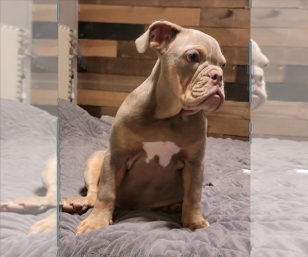 Medium Photo #36 English Bulldog Puppy For Sale in HESPERIA, CA, USA