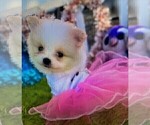 Small #1 Pomeranian