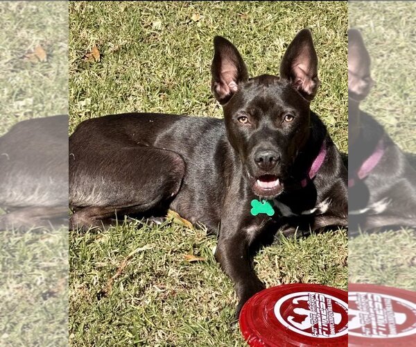Medium Photo #5 Australian Kelpie-Labrador Retriever Mix Puppy For Sale in Newport Beach, CA, USA