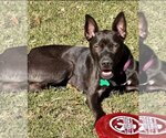 Small #4 Australian Kelpie-Labrador Retriever Mix