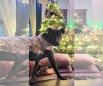 Small #3 American Pit Bull Terrier Mix