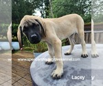 Small #10 Mastiff