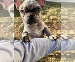 Puppy Puppy 2 French Bulldog