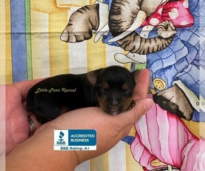 Yorkshire Terrier Puppy for sale in WINNSBORO, LA, USA