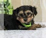 Small Photo #3 Yo-Chon Puppy For Sale in GORDONVILLE, PA, USA