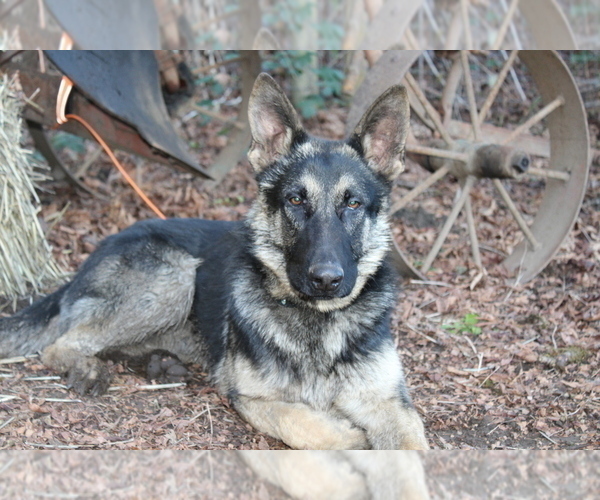 Medium Photo #16 German Shepherd Dog Puppy For Sale in OAKLAND, OR, USA