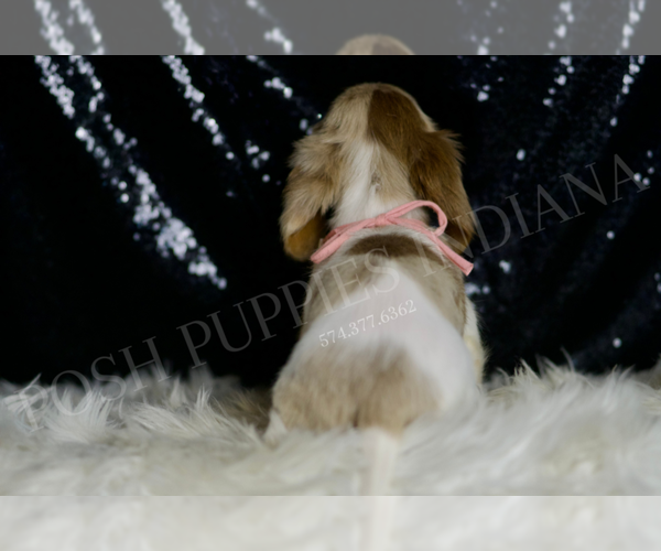 Medium Photo #6 Dachshund Puppy For Sale in WARSAW, IN, USA