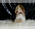 Small #5 Dachshund