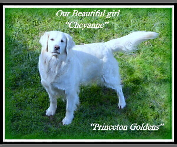 Medium Photo #21 English Cream Golden Retriever Puppy For Sale in PRINCETON, WV, USA