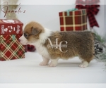Small #17 Pembroke Welsh Corgi