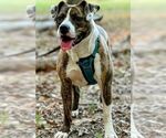 Small #3 Boxer Mix