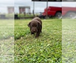 Small Photo #1 Labrador Retriever Puppy For Sale in EUSTACE, TX, USA