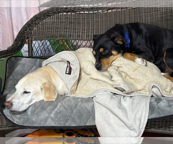 Medium Photo #8 Australian Shepherd-Unknown Mix Puppy For Sale in Bolivar, MO, USA