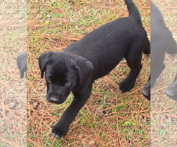 Medium Photo #3 Labrador Retriever-Unknown Mix Puppy For Sale in Alexander, AR, USA