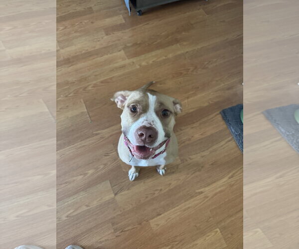 Medium Photo #11 American Staffordshire Terrier-Unknown Mix Puppy For Sale in Garner, NC, USA